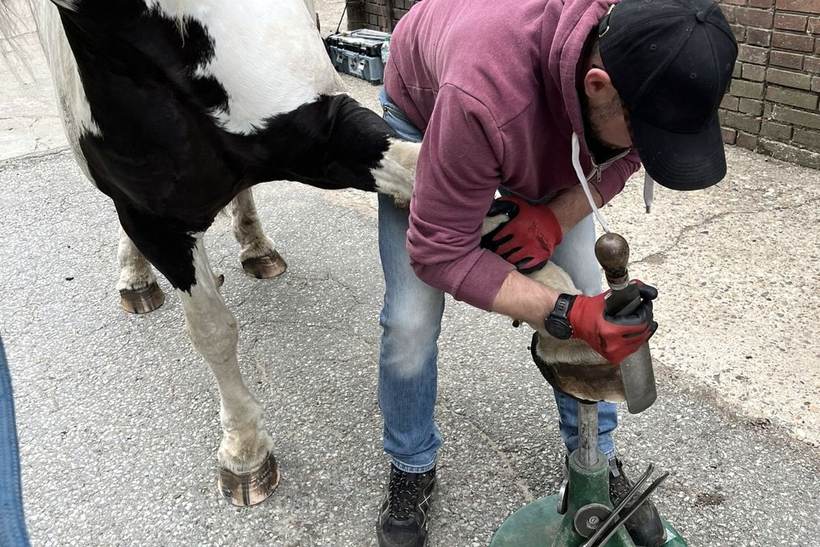 Hufbearbeitung am ruhig stehenden Pferd