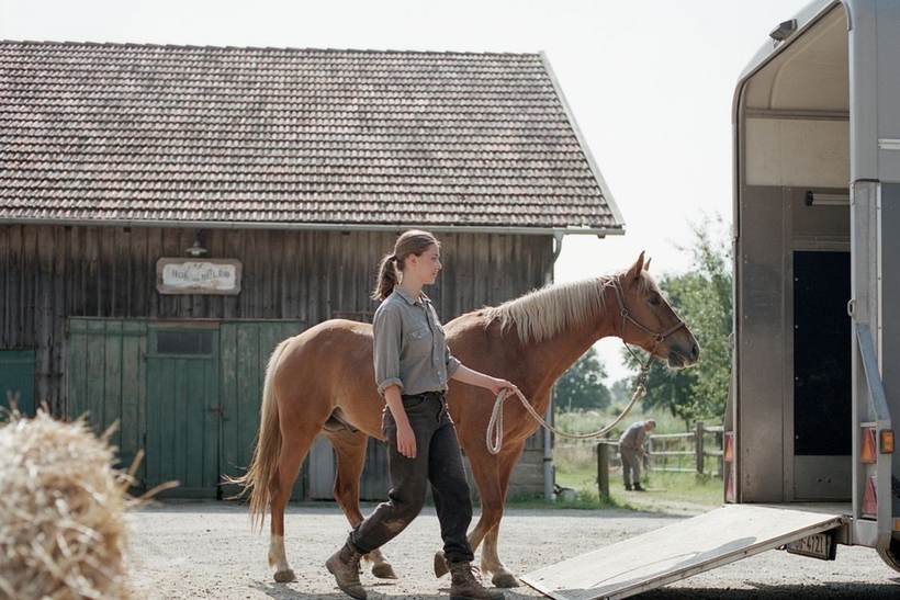 Pferd folgt am lockeren Strick in Richtung einer offenen Haengerrampe